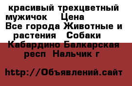 красивый трехцветный мужичок  › Цена ­ 10 000 - Все города Животные и растения » Собаки   . Кабардино-Балкарская респ.,Нальчик г.